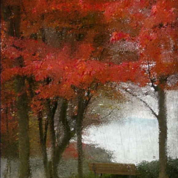 Other - Maples Tree Canvas Wall Art